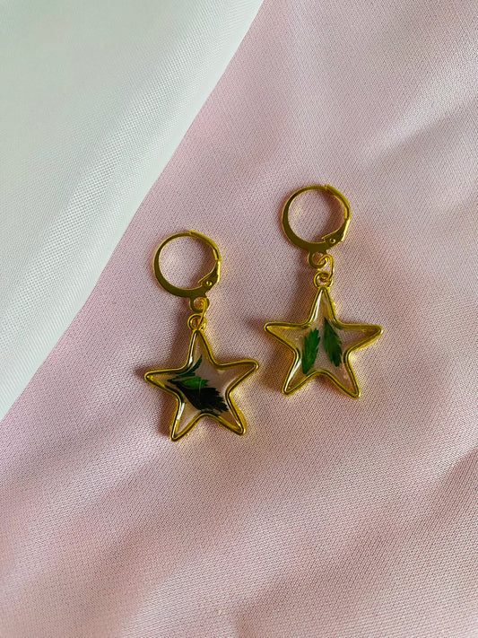 Fern Stars